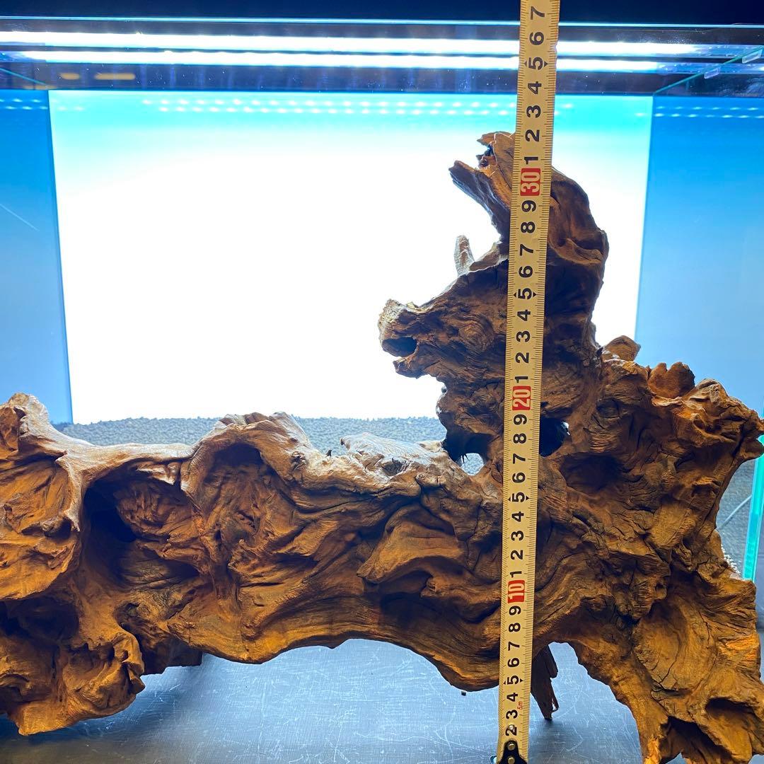 MRW-6570 特大自立赤系天然流木　1点物　流木　アクアリウム