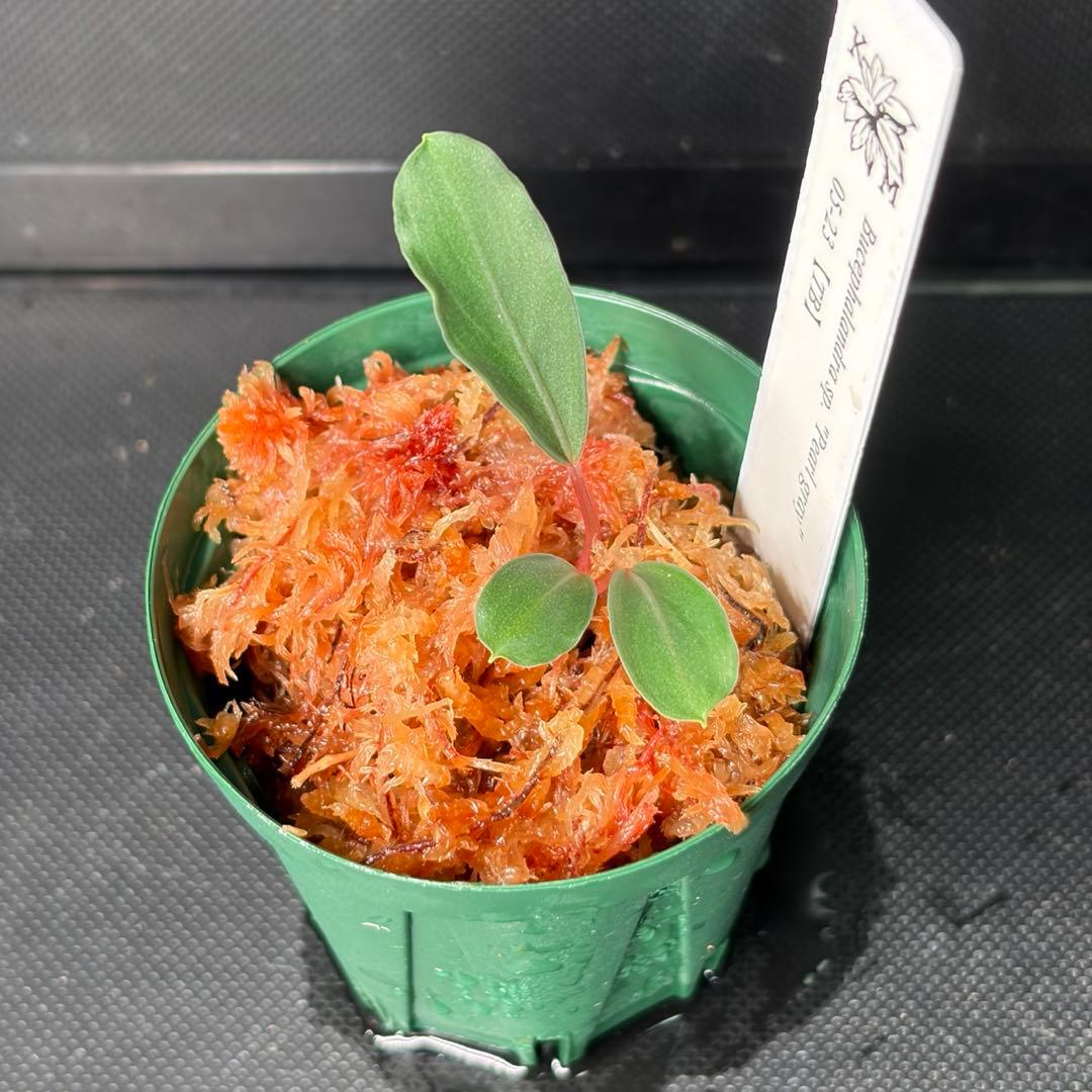 Bucephalandra sp. Pearl gray 05-23 TB便