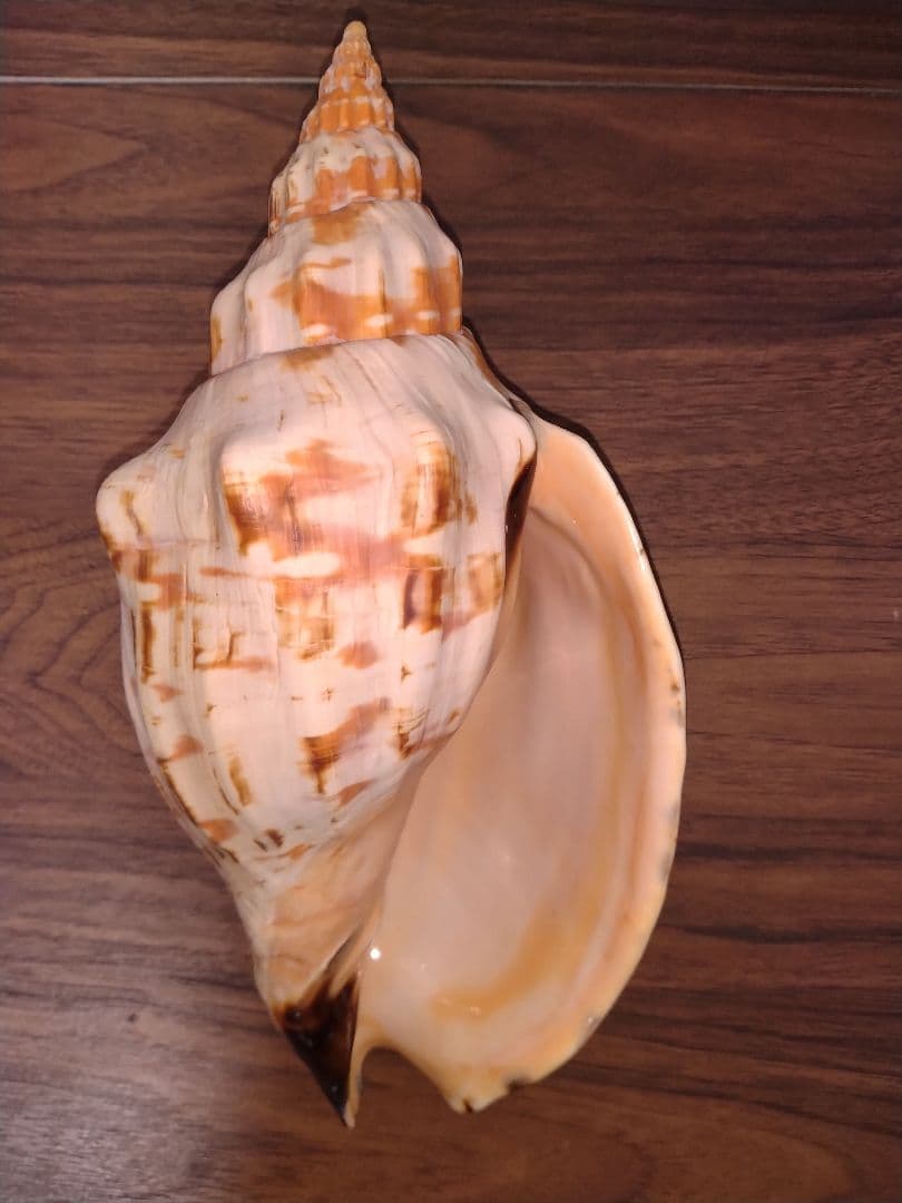 オマツリボラ　特大個体