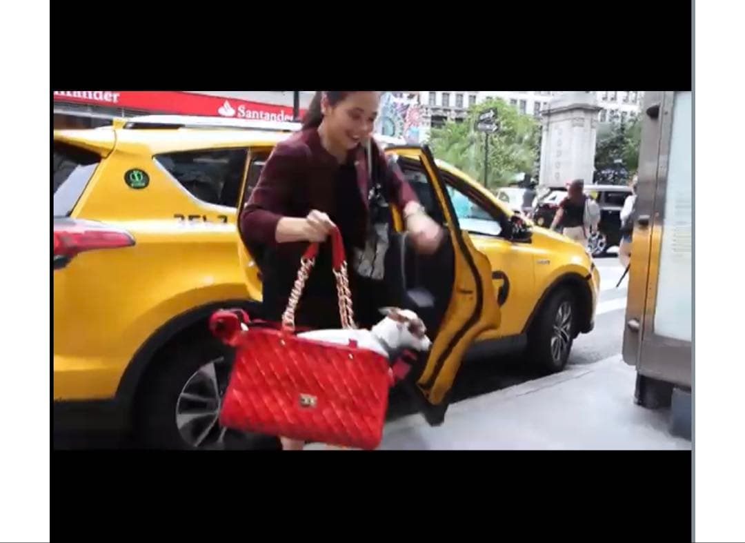 ペットキャリーバッグ　キャスター付き　完売品