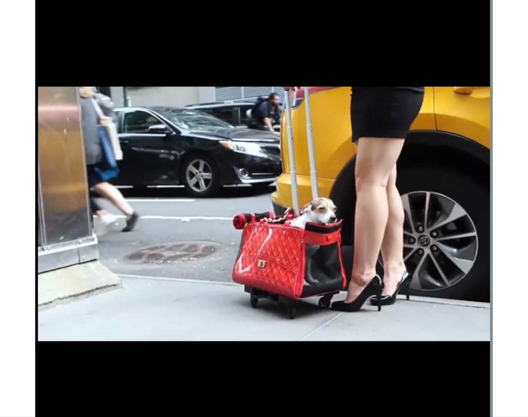 ペットキャリーバッグ　キャスター付き　完売品