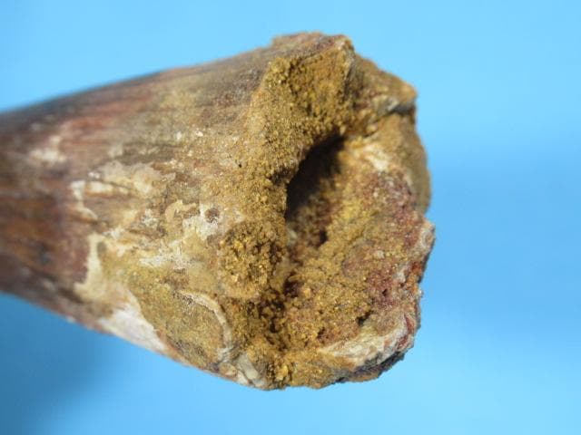 スピノサウルスの歯　86mm　恐竜　No.1155