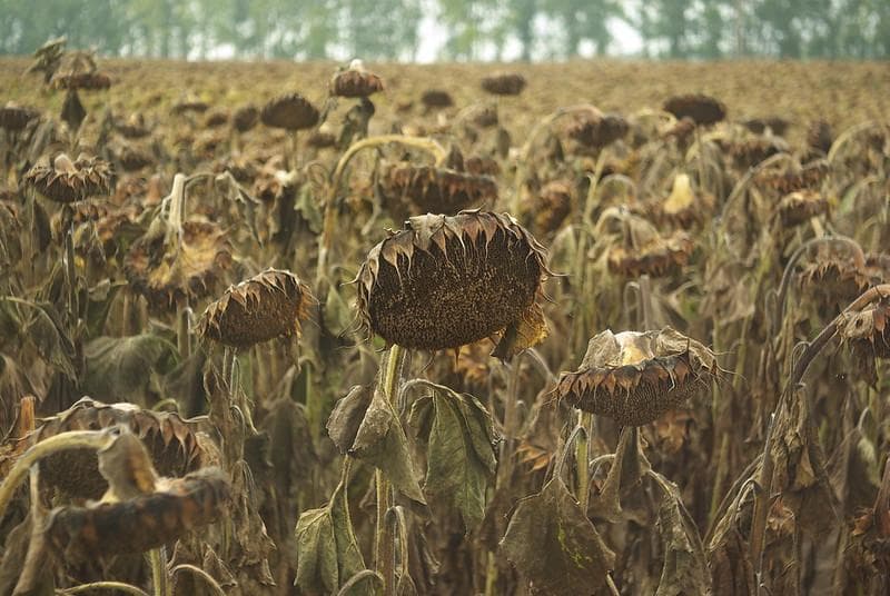 63　未使用　パンケーキ　インダスター50-2　50ｍｍF3.5アダプタ付