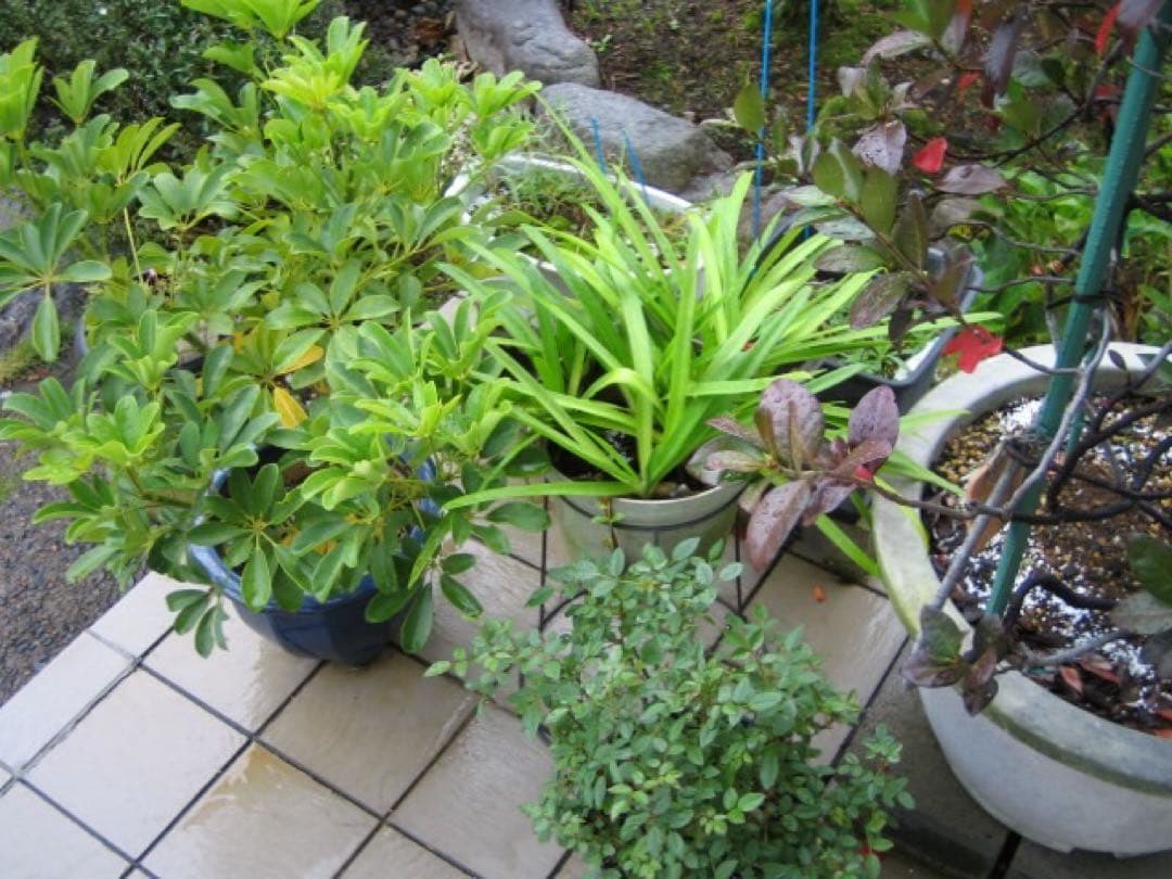 ☆動作OK Canon IXY DIGITAL L2 プラチナシルバー