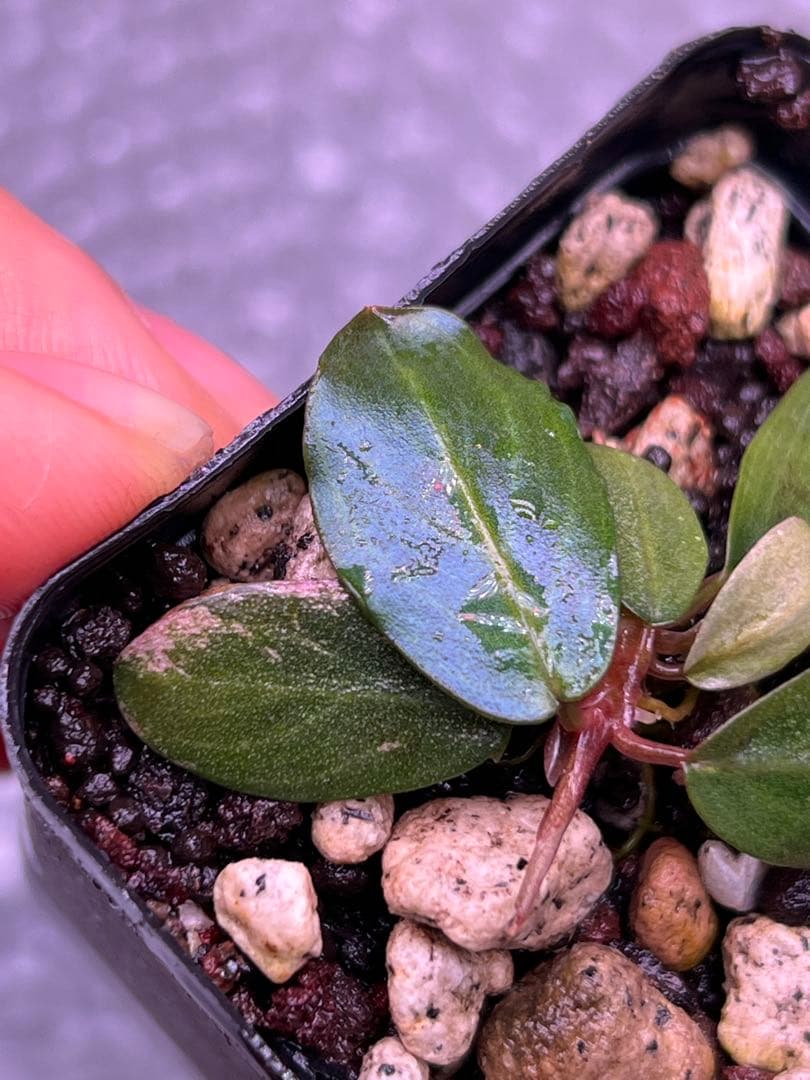 水草 Bucephalandra sp. Mahakam VarPink