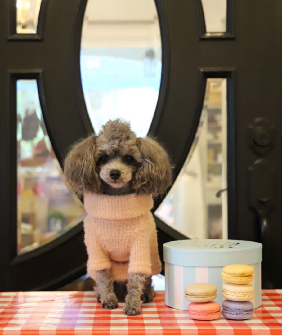 アトリエgg 新品　マカロンパーティ　ワンピース　ブルー　AtelierGG