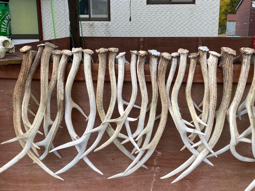 クラフト　蝦夷鹿のツノ　37本分34キロ