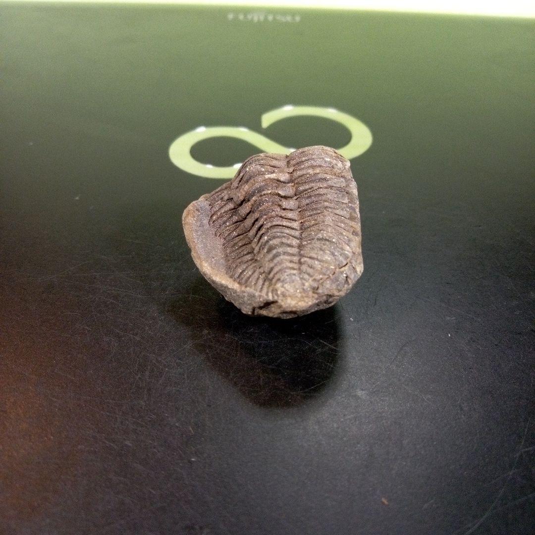 三葉虫　化石　fossil　ボリビア産　trilobite　三葉虫判別⑩