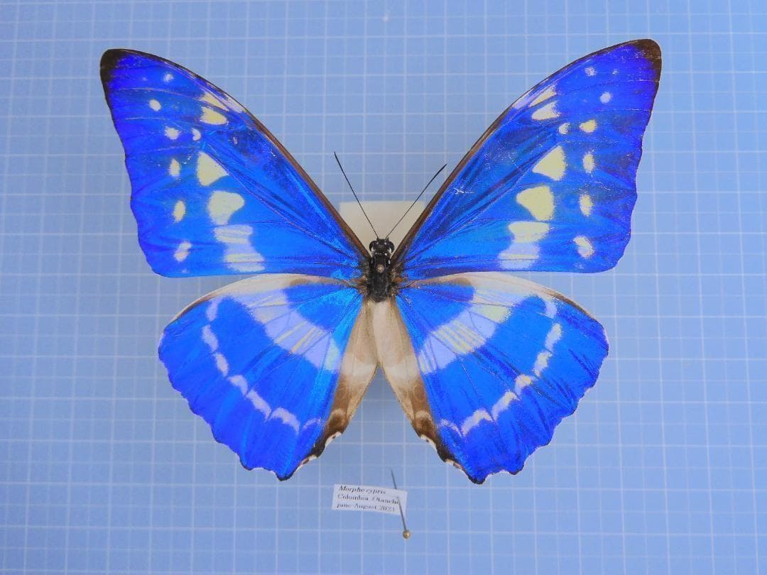標本 Colombia Morpho cypris 105mm