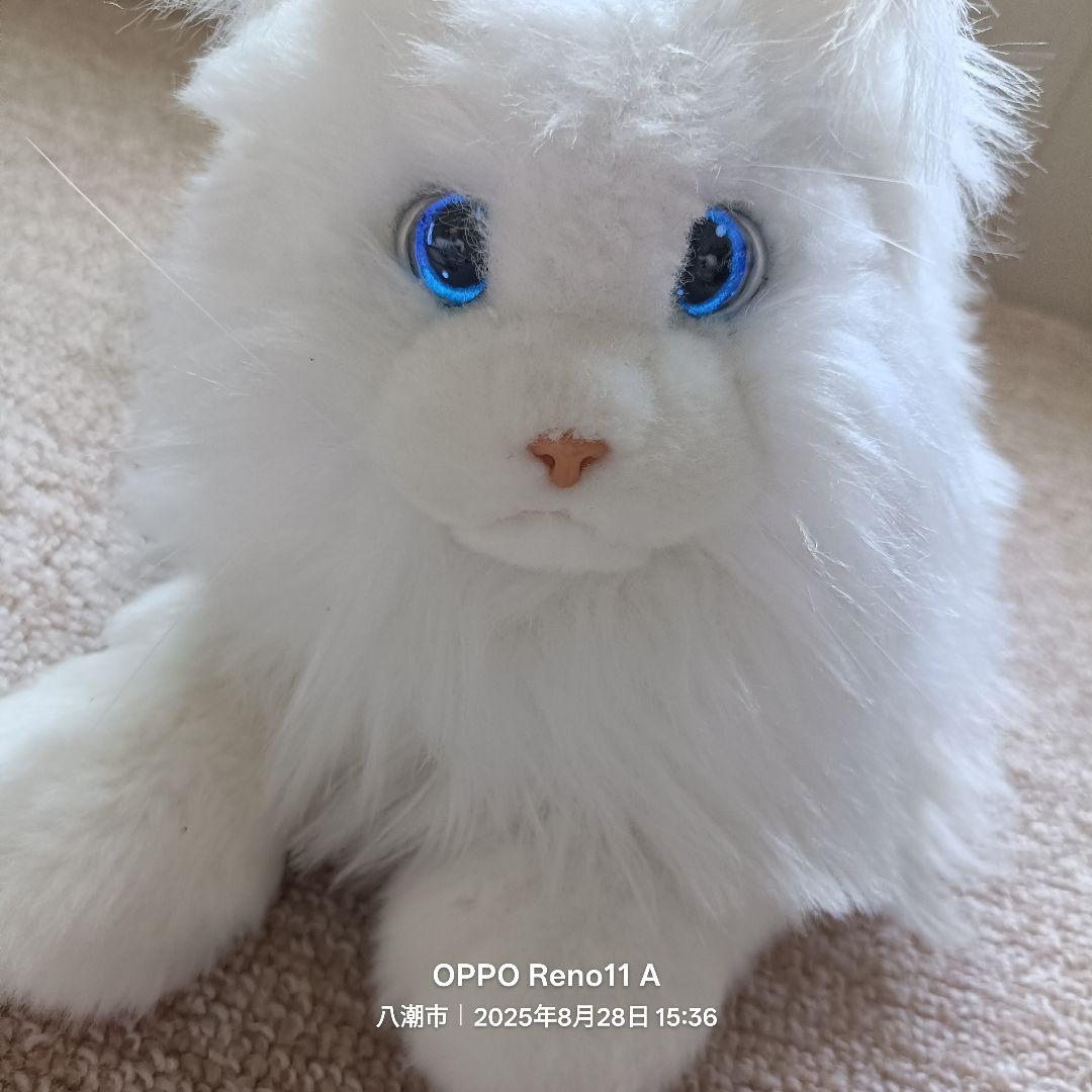 KIMIT ラグドール(ホワイト)