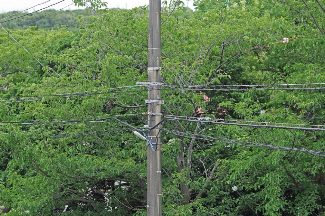 レンズ(単焦点) SMC Pentax-FA 100mm F2.8 Macro #7493