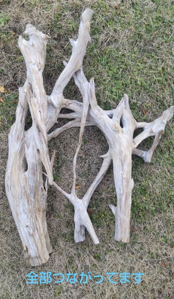 バードアスレチック　流木　インコ　鳥用止まり木