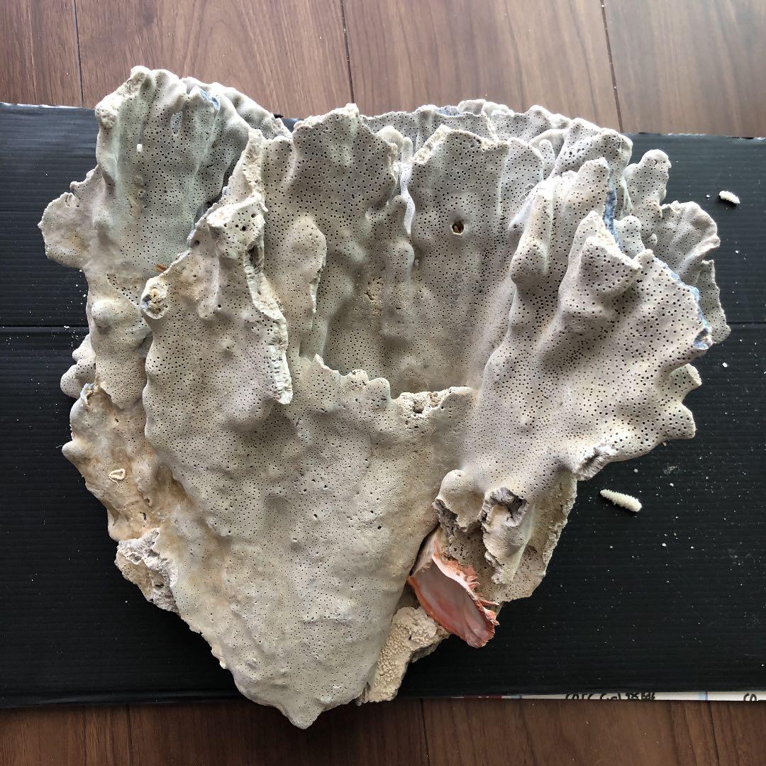 サンゴ　青珊瑚　ブルーコーラル　インテリア　オブジェ