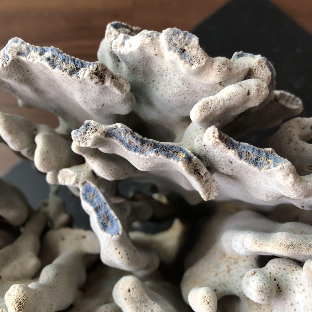 サンゴ　青珊瑚　ブルーコーラル　インテリア　オブジェ