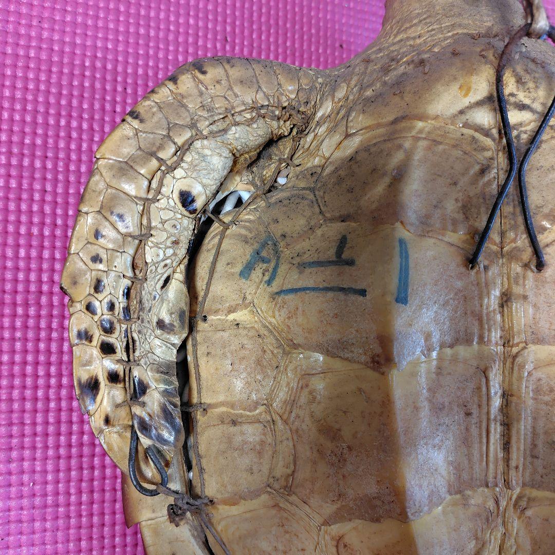 亀 　タイマイ 置物 インテリア オブジェ 縁起物 剥製