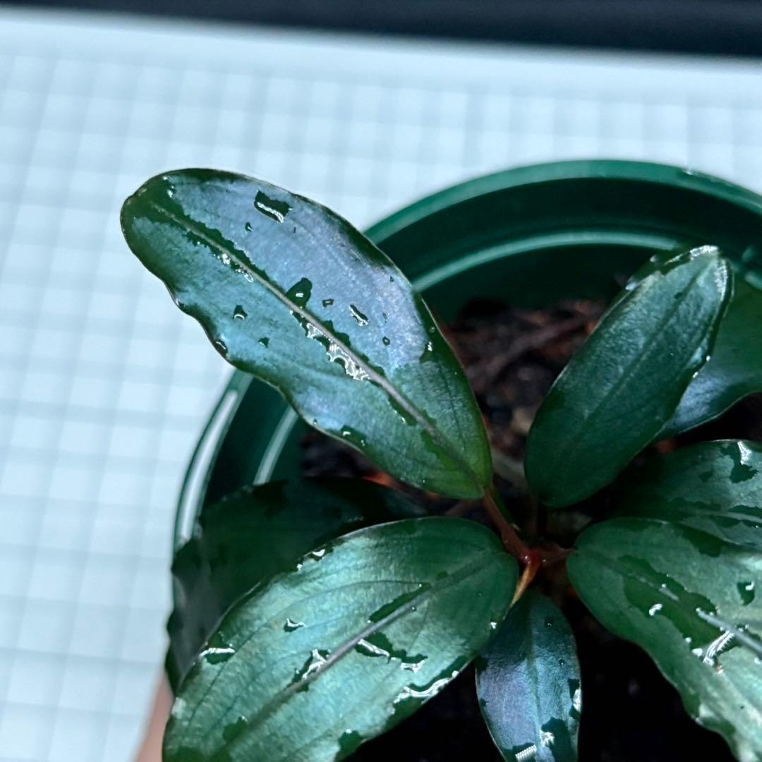 タ*ン様 ブセファランドラ sp.モトレイアーナ スーパーブルー　①