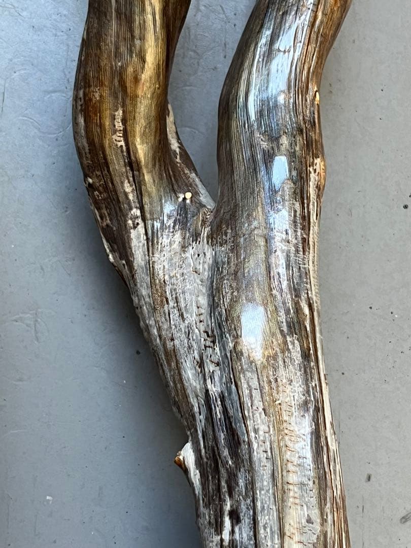 深海松　レインボーコーラル 根付け