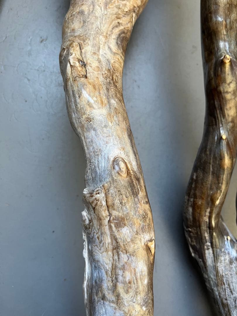 深海松　レインボーコーラル 根付け