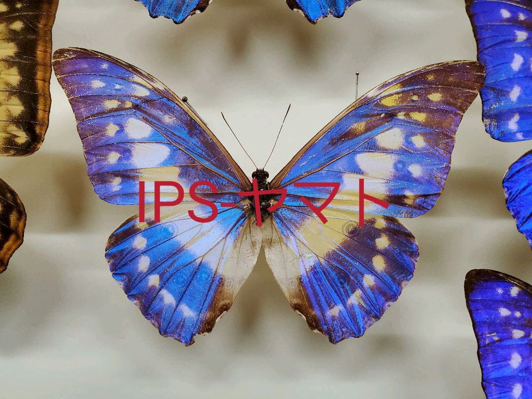 特別価格　コレクションシリーズ、キプリス、モルフォ