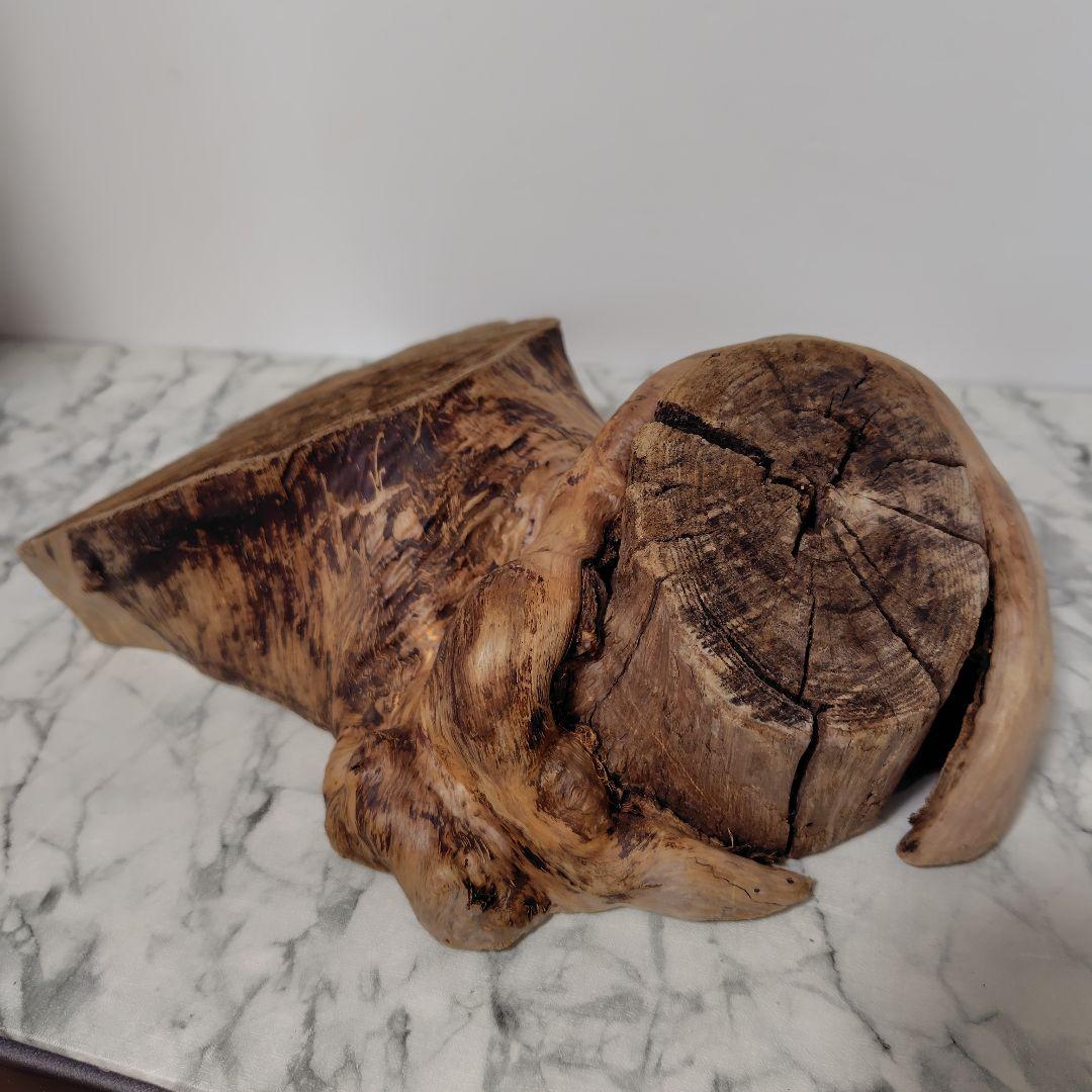 アク抜き済み流木【869】