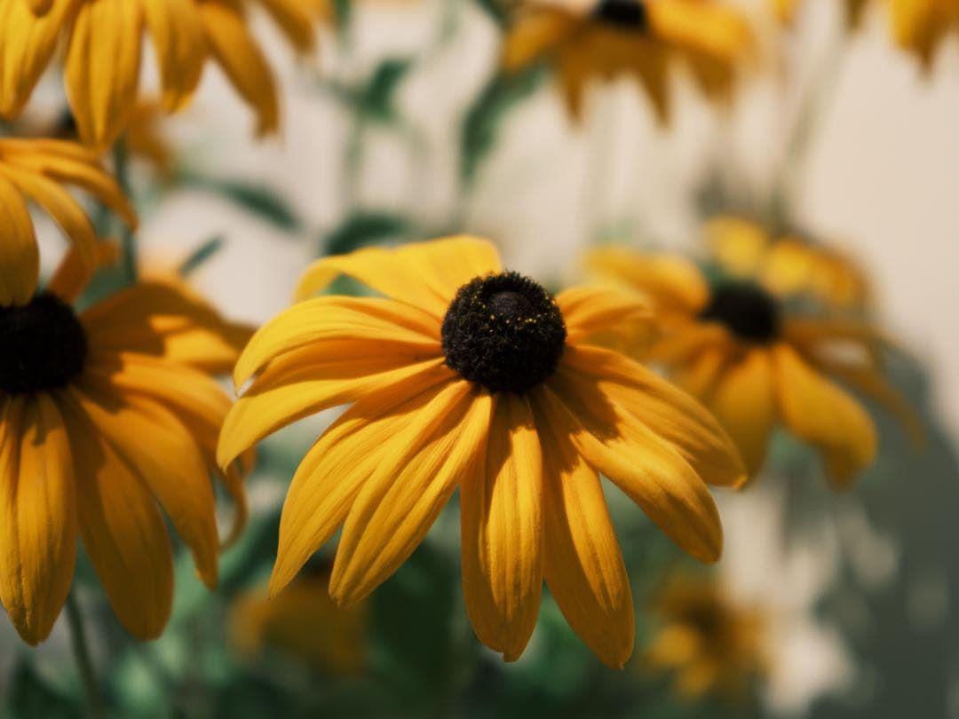 美品 Fujifilm GF 80mm f/1.7 R WR 保証付きプロメンテ