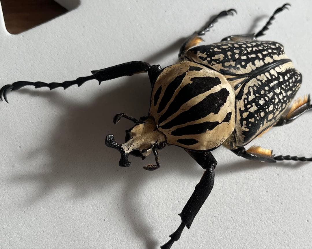ゴライアスメレアグリス ゴライアスオオツノハナムグリ カナブン 昆虫標本