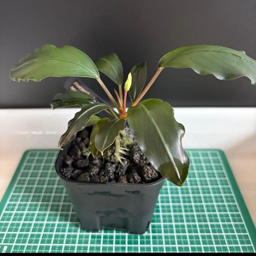 【ぞのぞの】ブセファランドラ3種セット