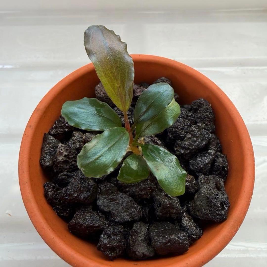 【ぞのぞの】ブセファランドラ3種セット