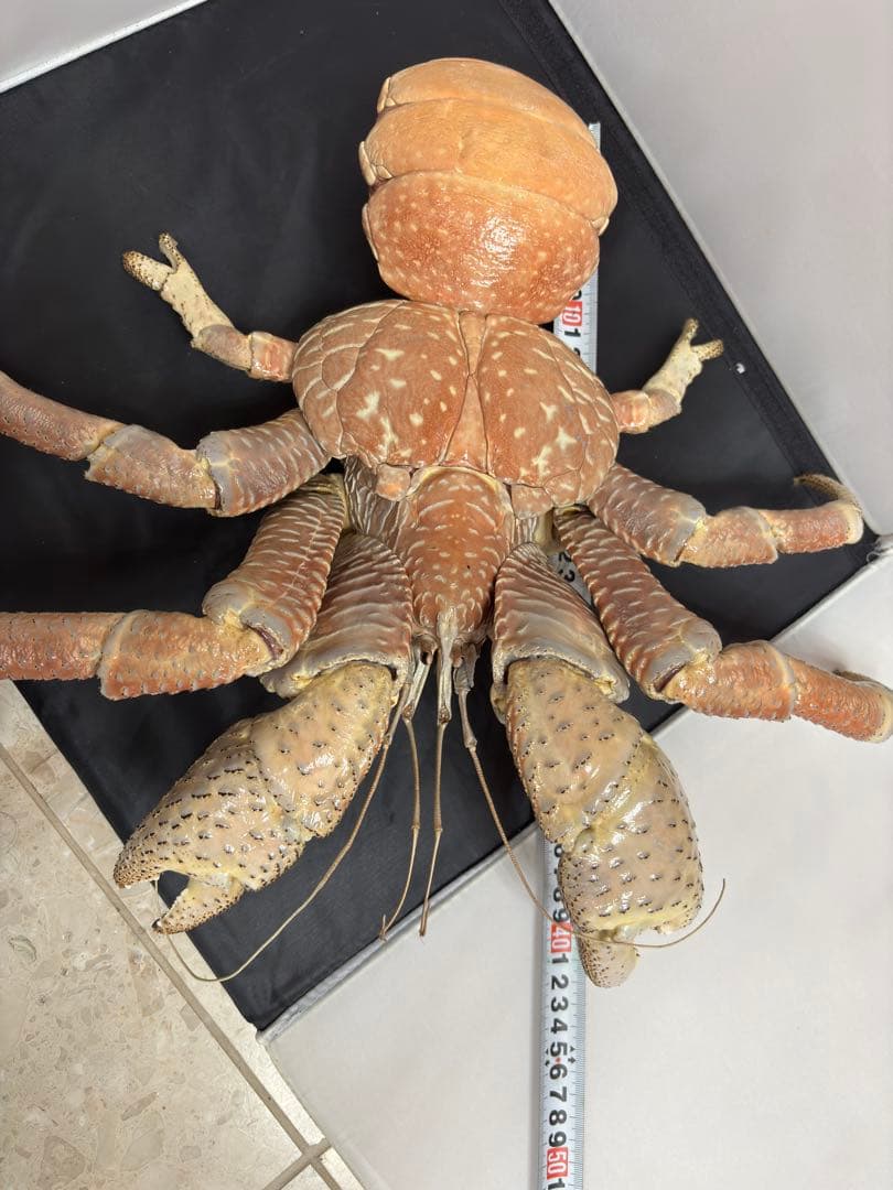 u*d様 現地土産品 ヤシガニ 剥製 標本 約50センチ
