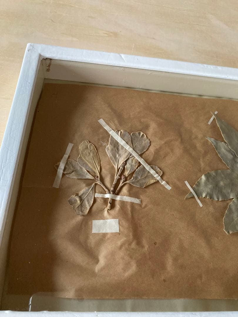 パリ　フランス製　アンティーク　押し花　ビンテージ　葉のボックスコラージュ