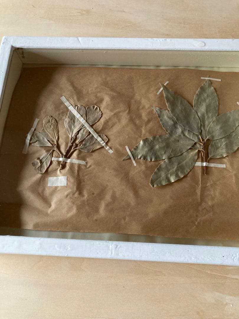 パリ　フランス製　アンティーク　押し花　ビンテージ　葉のボックスコラージュ