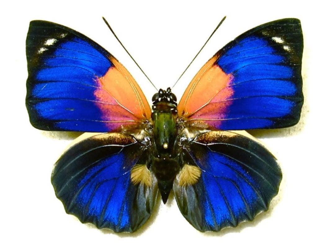 アグリアス・ファルキドン・フルニエ・美麗青・紫の幻光 蝶標本 昆虫標本
