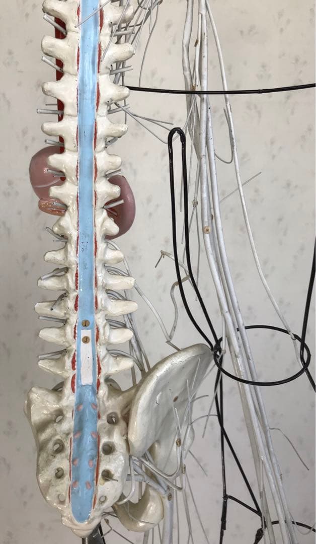 脳および神経系人体模型♡ 京都科学