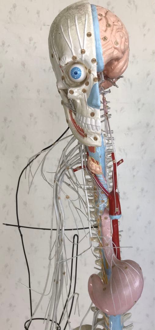 脳および神経系人体模型♡ 京都科学