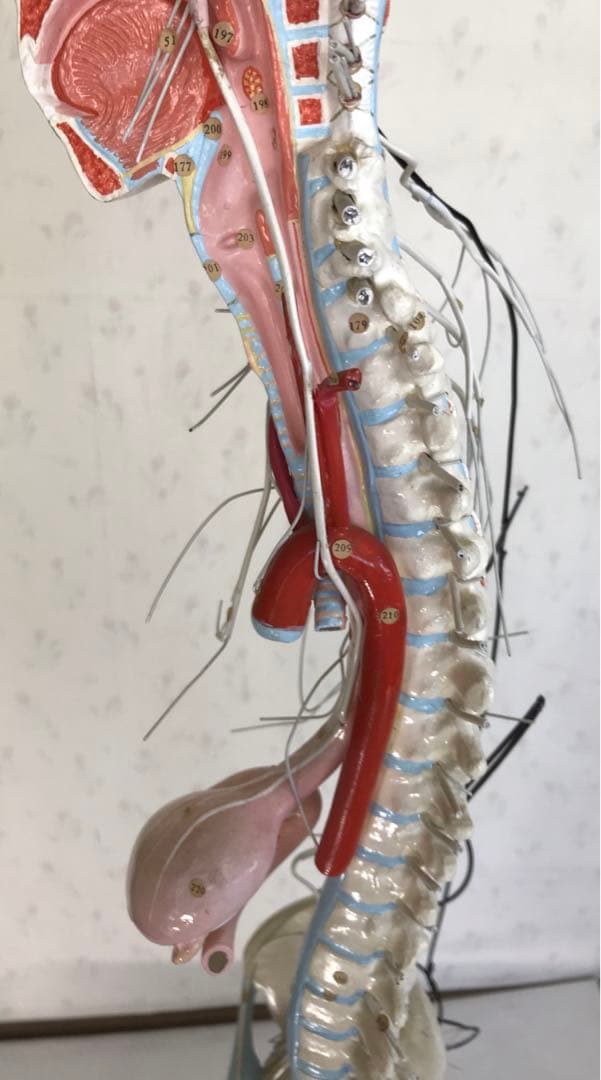 脳および神経系人体模型♡ 京都科学