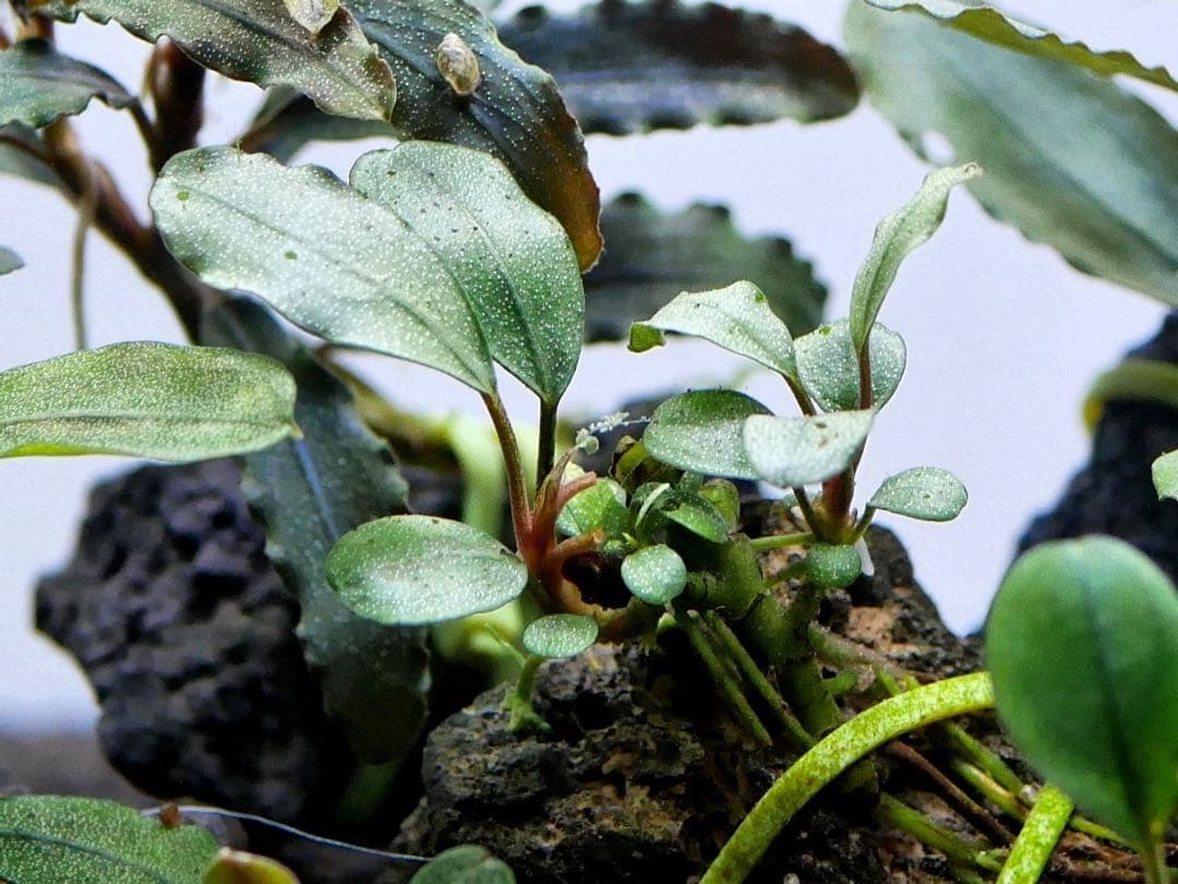 ブセファランドラ『１６種１６株』【完全水中葉【レア種入】※リピーター様はオマケ付