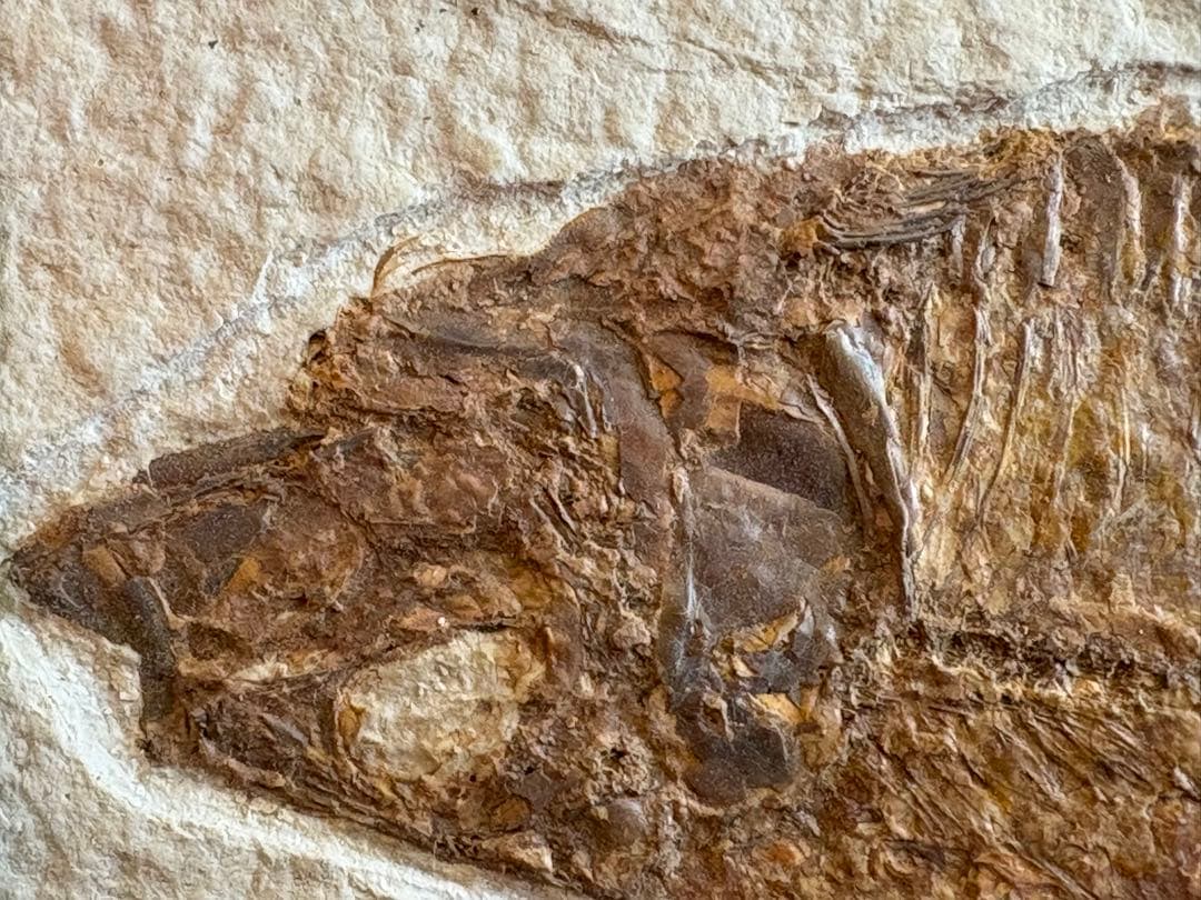 魚の化石 額装標本 インテリアオブジェ