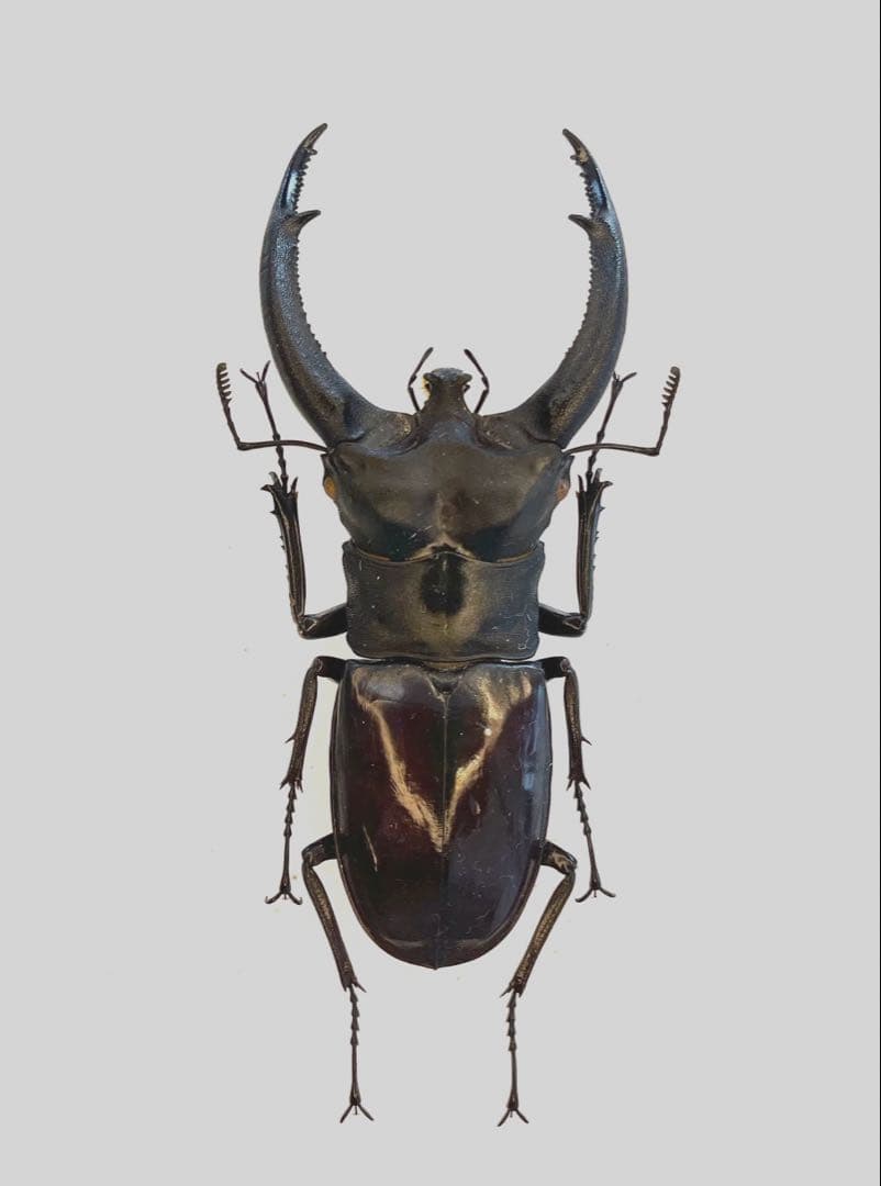 特大リノケロスフタマタクワガタ100アップペア