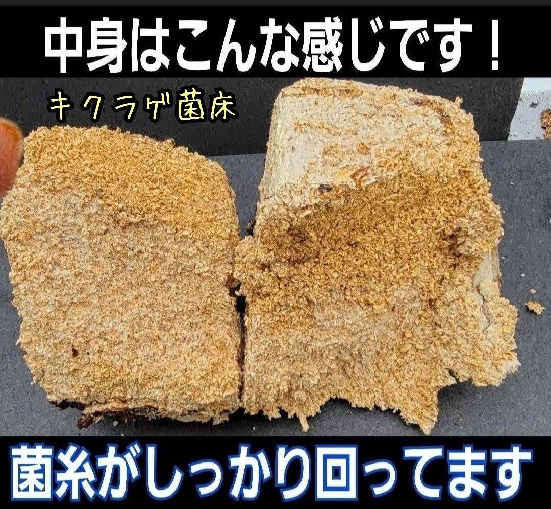 カブトムシ幼虫の栄養強化に抜群！マットに埋めるだけ！キクラゲ菌床ブロック　25個