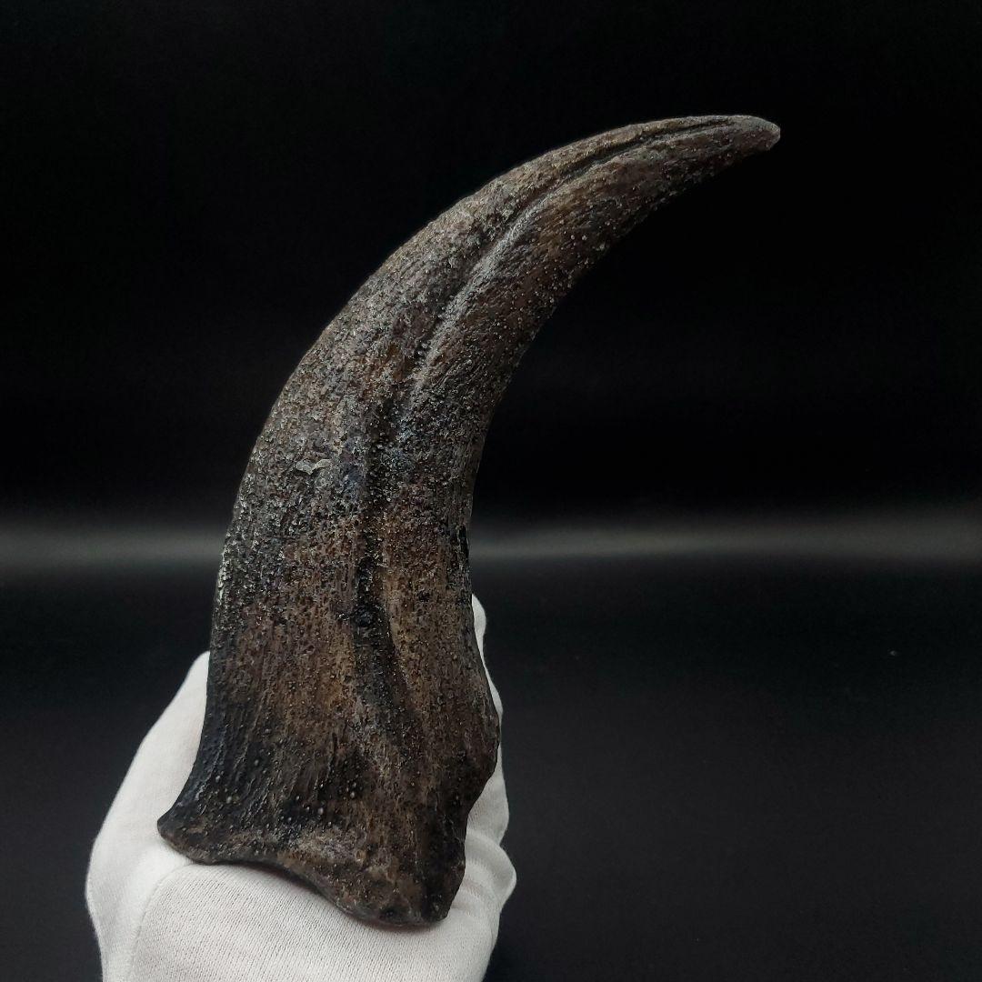 スピノサウルス 爪 レプリカ 184.08mm spr5