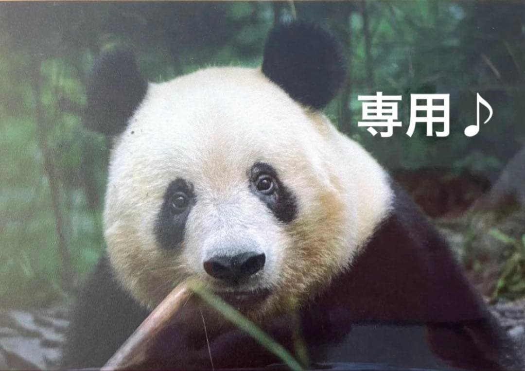 専用　シャンシャン　彩浜　楓浜