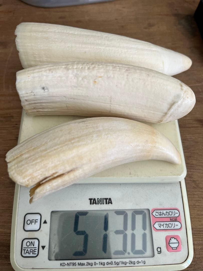 マッコウクジラの歯　根付け　印材