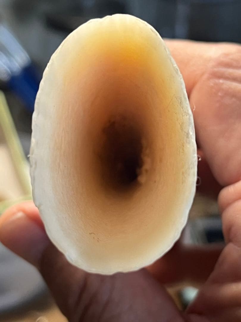 マッコウクジラの歯　根付け　印材