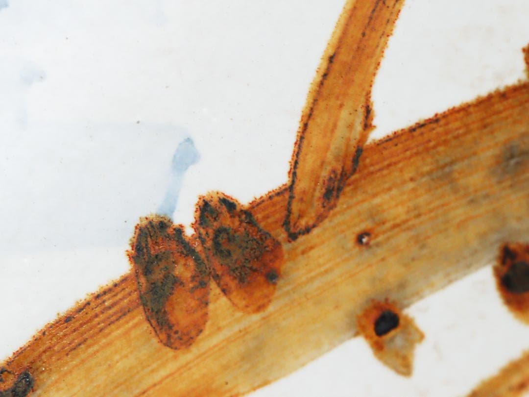 乾山 梅絵 尺三寸皿 飾り皿 大皿