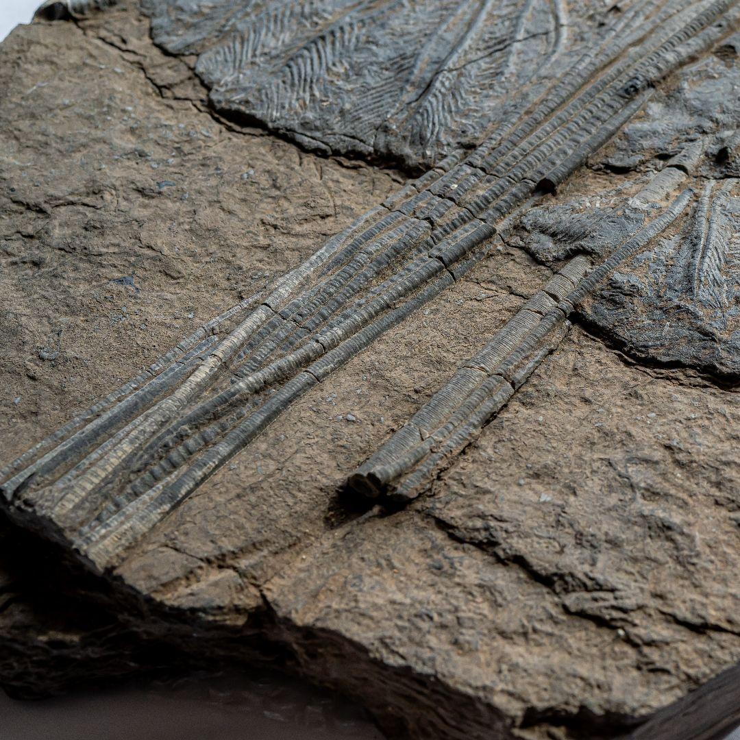 極上 ウミユリ トラウマトクリヌス 化石 本物 貴州省産 46cm um1