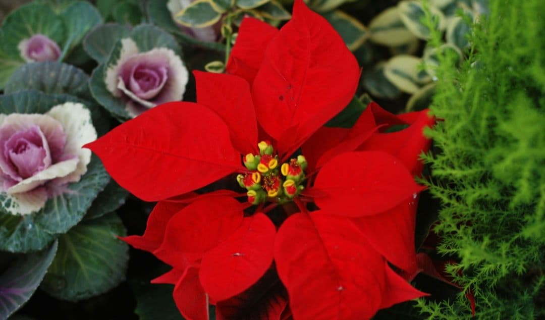 NIKON　D70　ダブルレンズ⚡️初心者⚡️ニコン⚡️一眼レフ⚡️望遠