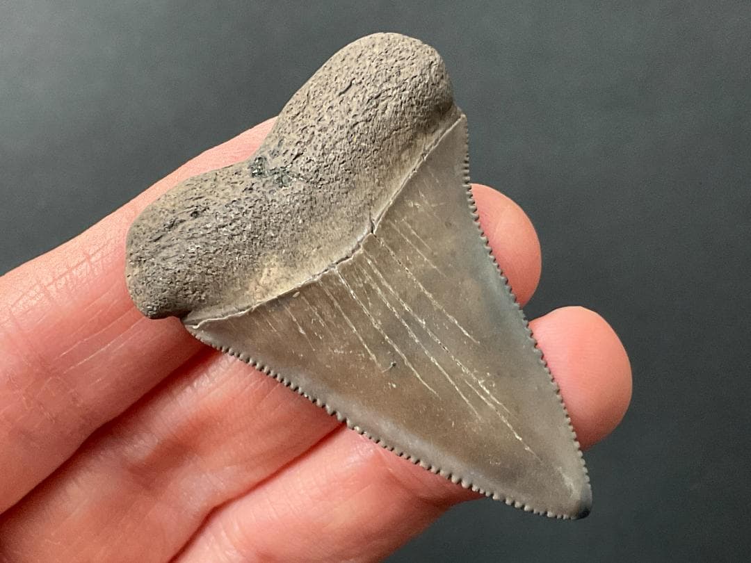 サメの歯 ホホジロザメ [GR228] 化石 希少 レア