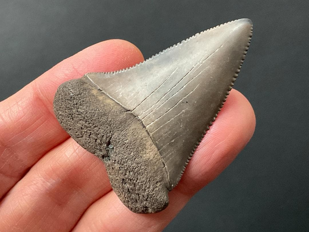 サメの歯 ホホジロザメ [GR228] 化石 希少 レア