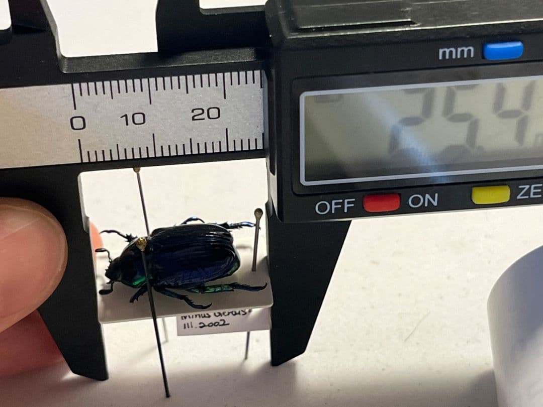 【18mm】Pelidnota sumptuosa プラチナコガネ コガネ標本