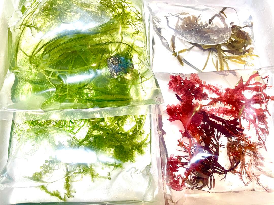 【匿名配送】　海藻　いろいろ　セット　宅急便